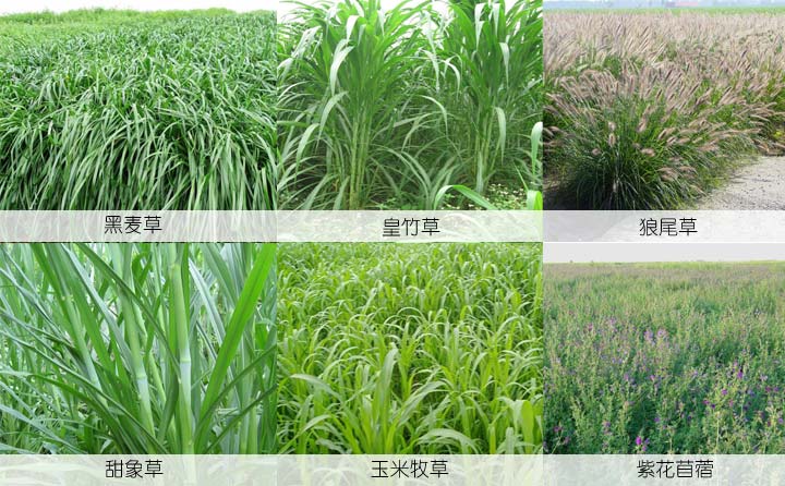 1468480780850695.jpg 顆粒草原料.jpg