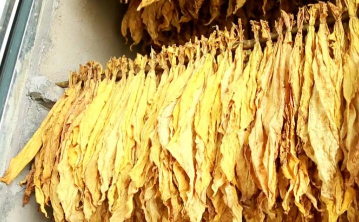 木屑顆粒燃料烘烤煙葉可以嗎？